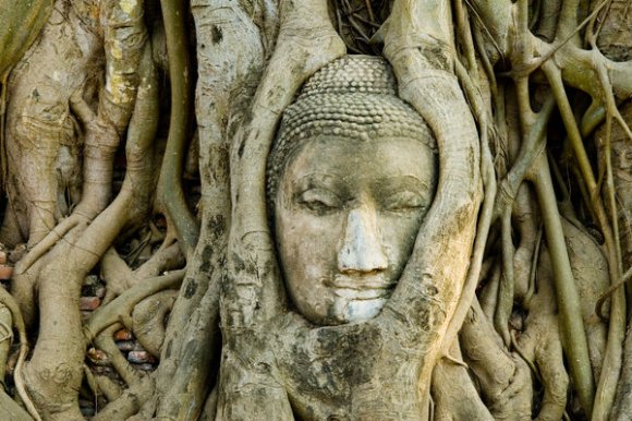 Buddha in Banyan Tree